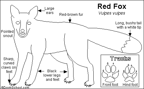Red Fox Printout- EnchantedLearning.com eye diagram to label enchanted learning 