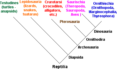 Reptilia cladogram