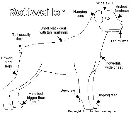 Search result: 'Rottweiler Printout'
