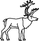 reindeer