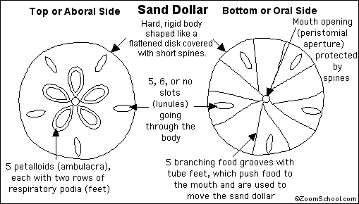 Sand Dollar Print, Sand Dollars, Conch Shell and Sand Dollars