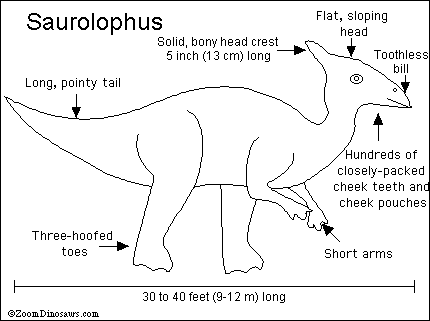 Saurolophus