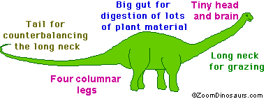 diplodocus sauropod