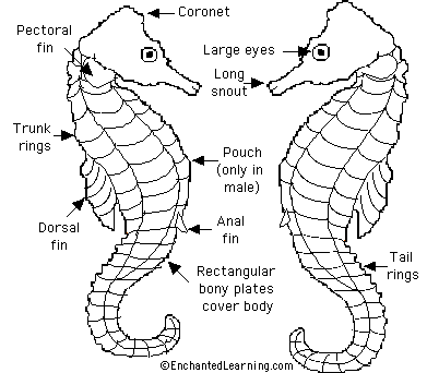 seahorse