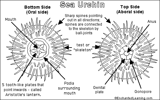 Search result: 'Sea Urchin'