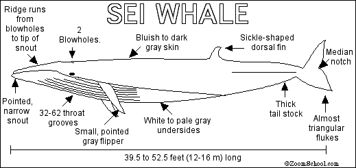 Sei Whale