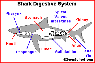 shark circulatory system