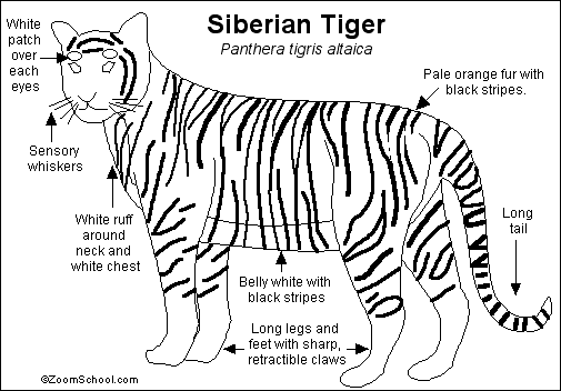 tiger body parts