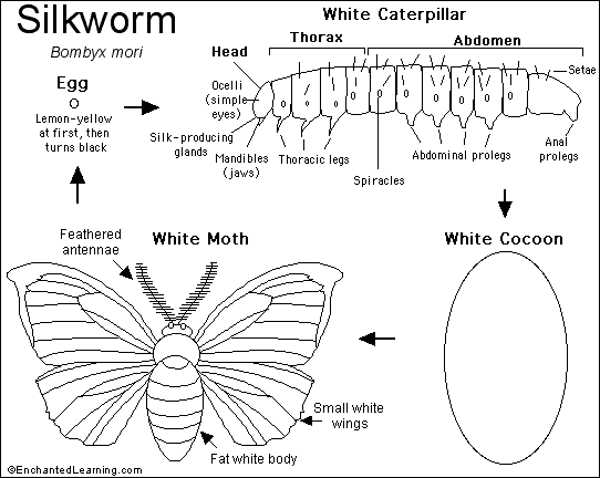 silkworm moth eggs