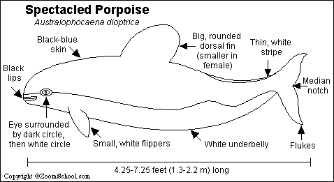 Spectacled Porpoise Printout - ZoomWhales.com