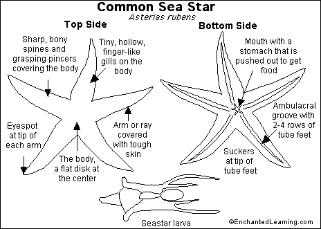 starfish life cycle