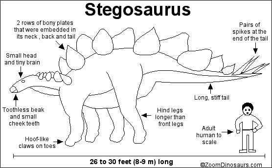 Stegosaurus - Dinosaur - Enchanted Learning Software