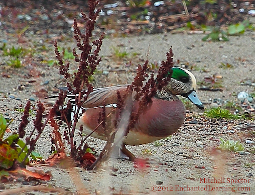 American Wigeon