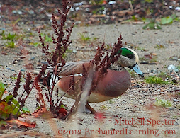 American Wigeon