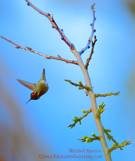 Anna's Hummingbird in Flight