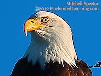 Close-up of a Bald Eagle's Head