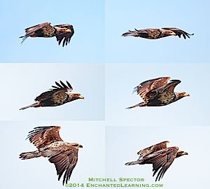 Juvenile Bald Eagle Flight Montage