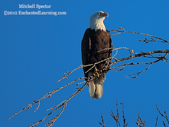 Bald Eagle, Glistening in the Sun