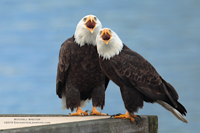 Two bald eagles singing together