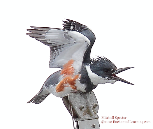 Belted Kingfisher with Open Beak