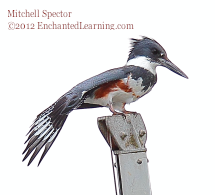 Belted Kingfisher with Unfurled Tail Feathers