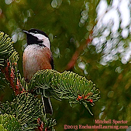 Chestnut-Backed Chickadee in a Tree