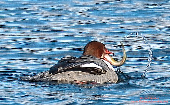 Common Merganser Eating a Fish