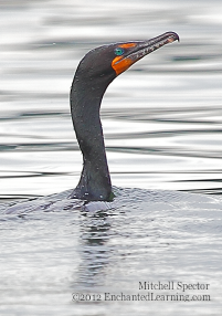 Head of a Double-Crested Cormorant