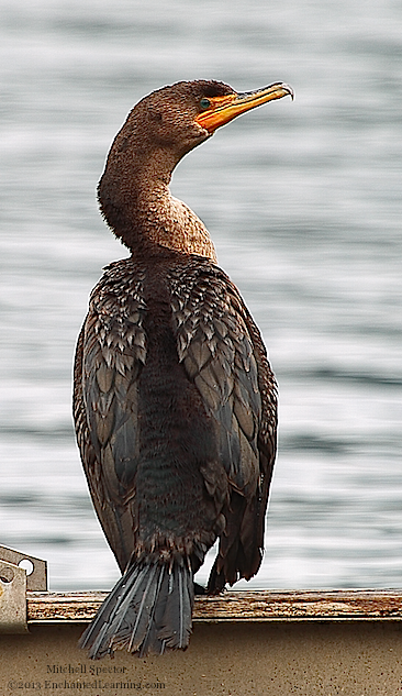 double crested cormorant juvenile