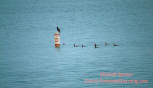 Cormorants Waiting Their Turn