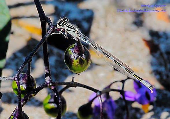 Immature Male Tule Bluet Damselfly