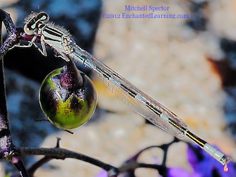 Close-up of Immature Male Tule Bluet Damselfly