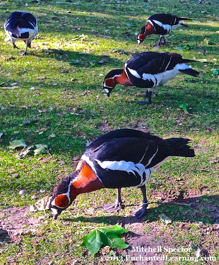 London Has Its Ducks in a Row