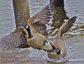 Two Canada Geese Clash