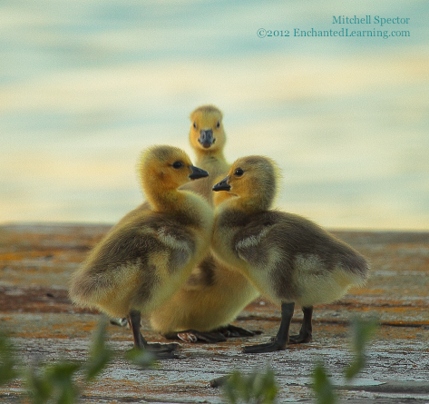 Goslings on a Spring Evening