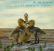 Goslings on a Spring Evening