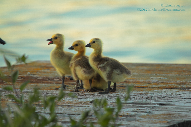 Goslings Posing in a Line