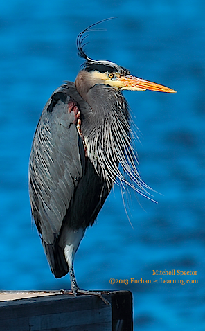 Great Blue Heron near Seattle