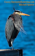 Great Blue Heron near Seattle