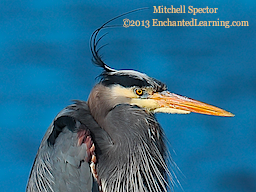 A Close-Up of a Great Blue Heron
