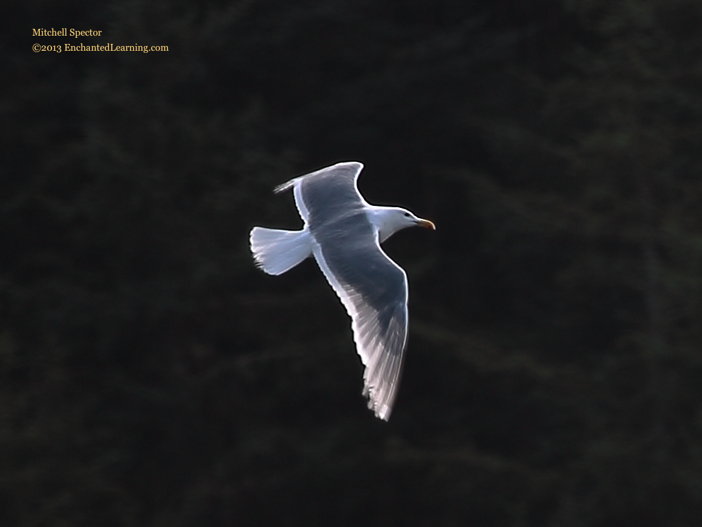 Gull Flying at the Pacific Coast