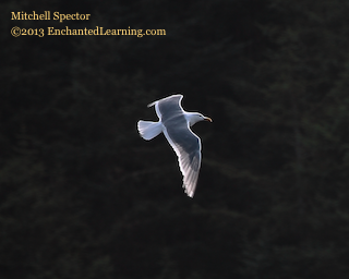 Gull Flying at the Pacific Coast