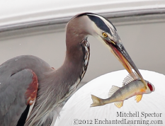 A Great Blue Heron with a Fish It Just Caught