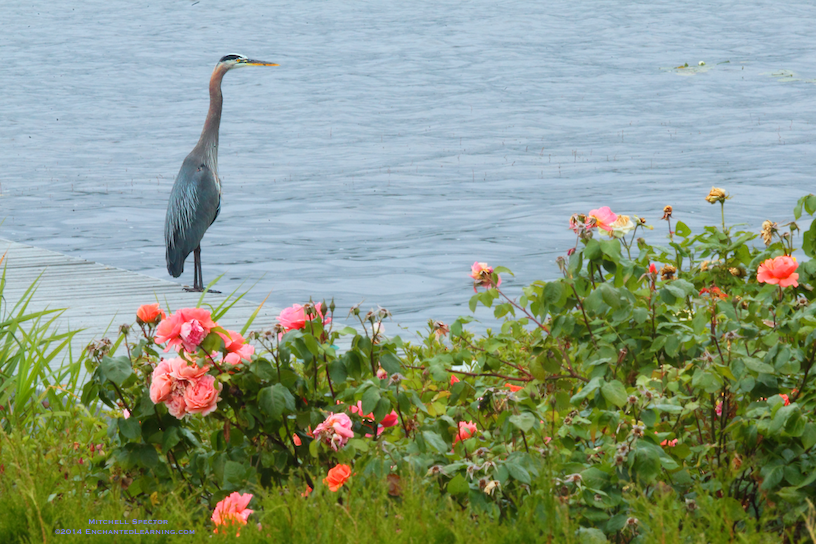A Great Blue Heron on a Flowery Summer Day