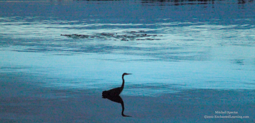 Heron Before Dawn