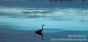 Heron Before Dawn