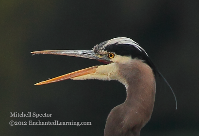 Head of a Great Blue Heron, with Open Beak