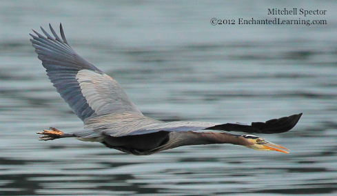 A Great Blue Heron in Flight, Wings Outstretched