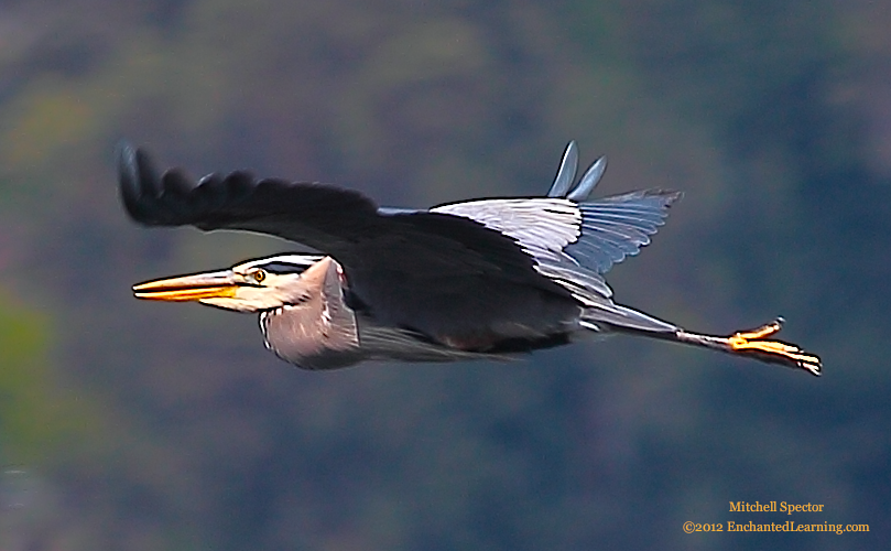 A Great Blue Heron in Flight