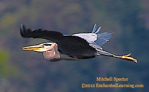 A Great Blue Heron in Flight